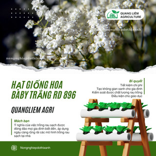 Hạt Giống Hoa Baby Trắng RADO 896 (Gói 0,03g~80 Hạt) Rạng Đông, Dùng Làm Hoa Khô Trang Trí