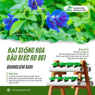Hạt giống Hoa Đậu Biếc RD 861 (2gram~35 hạt) hoa nở liên tục chịu hạn tốt, tuổi thọ 3-5 năm