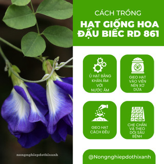 Hạt giống Hoa Đậu Biếc RD 861 (2gram~35 hạt) hoa nở liên tục chịu hạn tốt, tuổi thọ 3-5 năm