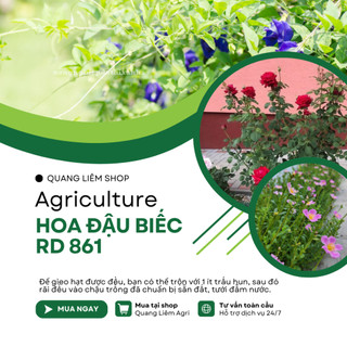 Hạt giống Hoa Đậu Biếc RD 861 (2gram~35 hạt) hoa nở liên tục chịu hạn tốt, tuổi thọ 3-5 năm