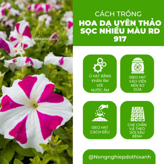 Hạt giống Hoa Dạ Uyên Thảo Sọc Nhiều Màu RD 917 (0,03gram~300 hạt) dễ chăm sóc, trồng quanh năm