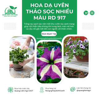 Hạt giống Hoa Dạ Uyên Thảo Sọc Nhiều Màu RD 917 (0,03gram~300 hạt) dễ chăm sóc, trồng quanh năm