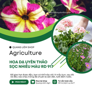 Hạt giống Hoa Dạ Uyên Thảo Sọc Nhiều Màu RD 917 (0,03gram~300 hạt) dễ chăm sóc, trồng quanh năm