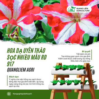 Hạt giống Hoa Dạ Uyên Thảo Sọc Nhiều Màu RD 917 (0,03gram~300 hạt) dễ chăm sóc, trồng quanh năm
