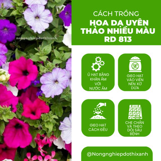 Hạt giống Hoa Dạ Uyên Thảo Nhiều Màu RD 813 (0,03gram~300 hạt) thân lùn thích hợp trồng chậu, giỏ