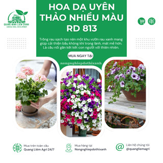Hạt giống Hoa Dạ Uyên Thảo Nhiều Màu RD 813 (0,03gram~300 hạt) thân lùn thích hợp trồng chậu, giỏ