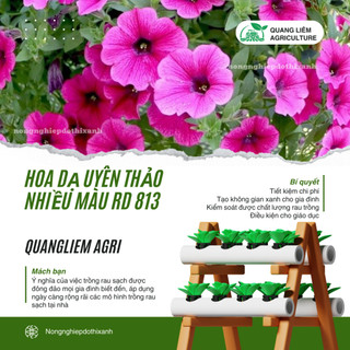 Hạt giống Hoa Dạ Uyên Thảo Nhiều Màu RD 813 (0,03gram~300 hạt) thân lùn thích hợp trồng chậu, giỏ