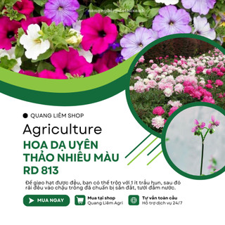 Hạt giống Hoa Dạ Uyên Thảo Nhiều Màu RD 813 (0,03gram~300 hạt) thân lùn thích hợp trồng chậu, giỏ