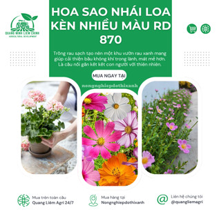 Hạt giống Hoa Sao Nhái Loa Kèn Nhiều Màu RD 870 (0,1gram~35 hạt) dễ nảy mầm, trồng quanh năm
