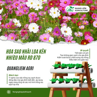Hạt giống Hoa Sao Nhái Loa Kèn Nhiều Màu RD 870 (0,1gram~35 hạt) dễ nảy mầm, trồng quanh năm