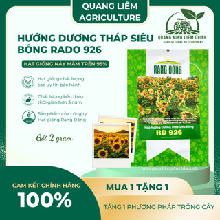 Hạt Giống Hoa Hướng Dương Tháp Siêu Bông Rado 926 (2gram~80 Hạt) dễ chăm, trồng quanh năm