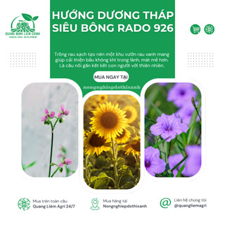 Hạt Giống Hoa Hướng Dương Tháp Siêu Bông Rado 926 (2gram~80 Hạt) dễ chăm, trồng quanh năm