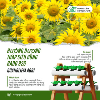Hạt Giống Hoa Hướng Dương Tháp Siêu Bông Rado 926 (2gram~80 Hạt) dễ chăm, trồng quanh năm