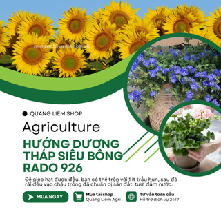 Hạt Giống Hoa Hướng Dương Tháp Siêu Bông Rado 926 (2gram~80 Hạt) dễ chăm, trồng quanh năm