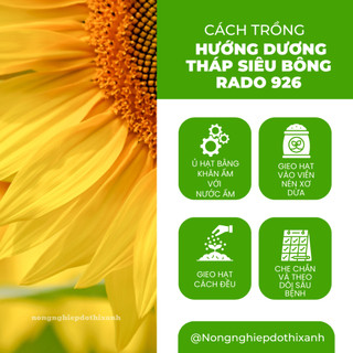 Hạt Giống Hoa Hướng Dương Tháp Siêu Bông Rado 926 (2gram~80 Hạt) dễ chăm, trồng quanh năm