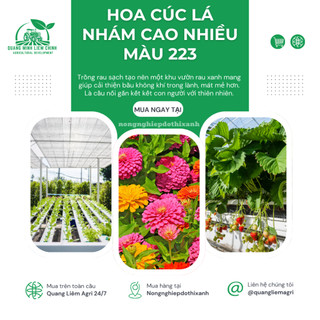 Hạt giống Hoa Cúc Lá Nhám Cao Nhiều Màu Giant Zinnia 223 (0,1gram~20 hạt)