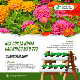 Hạt giống Hoa Cúc Lá Nhám Cao Nhiều Màu Giant Zinnia 223 (0,1gram~20 hạt)