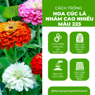 Hạt giống Hoa Cúc Lá Nhám Cao Nhiều Màu Giant Zinnia 223 (0,1gram~20 hạt)