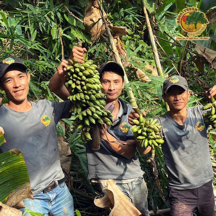 Chuối Hột Thiên Nhiên Tây Nguyên