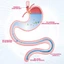 Probiotic đường ruột, hỗ trợ sức khỏe đường ruột và cân bằng hệ thực vật đường ruột, bổ sung tự nhiê