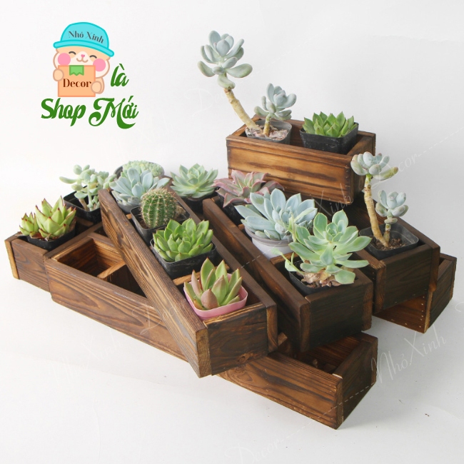 Chậu gỗ trông cây trang trí ban công, sân thượng. Chậu trồng sen đá, xương rồng cây mini