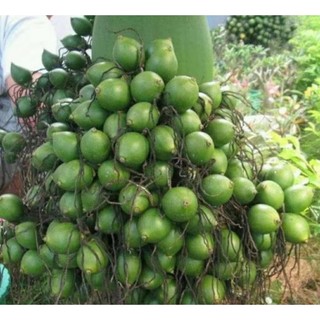 Combo 5 bầu cây Cau giống