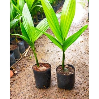 Combo 5 bầu cây Cau giống