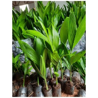 Combo 5 bầu cây Cau giống