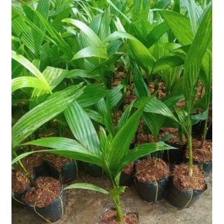 Combo 5 bầu cây Cau giống