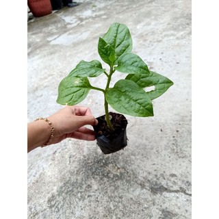 Combo 10 bầu cây rau Mồng Tơi Xanh xanh tốt