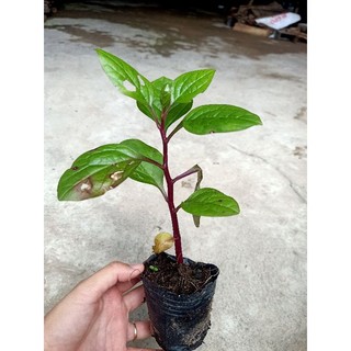 1 bầu cây rau Mồng Tơi Tím tốt cho sức khoẻ