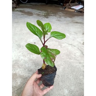 1 bầu cây rau Mồng Tơi Tím tốt cho sức khoẻ