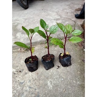 Combo 5 bầu cây rau Mồng Tơi Tím tốt cho sức khỏe
