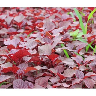 Combo 3 bầu cây Dền đỏ tươi tốt
