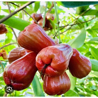 Cây Giống Mận  Ngọt An Phước Dễ Trồng Năng Xuất Cao ơi