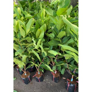 Cây Giống Mận  Ngọt An Phước Dễ Trồng Năng Xuất Cao ơi
