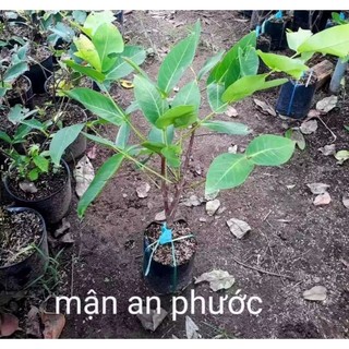 Cây Giống Mận  Ngọt An Phước Dễ Trồng Năng Xuất Cao ơi