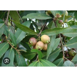 Bầu cây Mận Lý, cây cao rể phát triển tốt