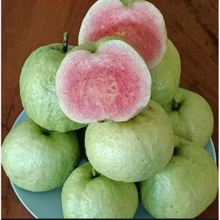 Cây Giống Ổi RUBY Ruột Đỏ Giòn Ngọt Ít Hạt
