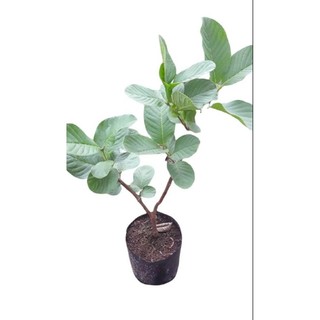Cây Giống Ổi Không Hạt Quả To Ngọt Giòn