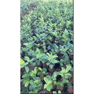 Cây Giống Ổi Không Hạt Quả To Ngọt Giòn