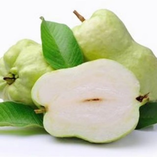 Cây Giống Ổi Không Hạt Quả To Ngọt Giòn