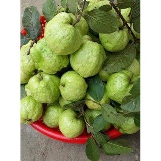 Cây Giống Ổi Không Hạt Quả To Ngọt Giòn