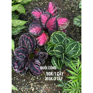 Chậu mềm Đuôi Công xanh lá tròn - Calathea Roseopicta Green Lipstick - Decor đẹp, phong thuỷ - |Vườn Như Ngọc|