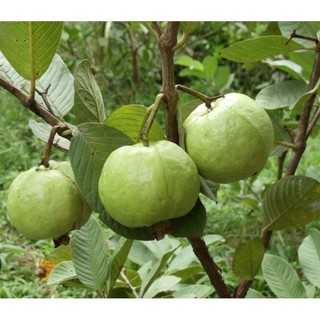 Cây Giống Ổi Nữ Hoàng ăn có vị ngọt đậm , ít hạt