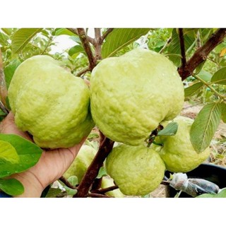 Cây Giống Ổi Nữ Hoàng ăn có vị ngọt đậm , ít hạt