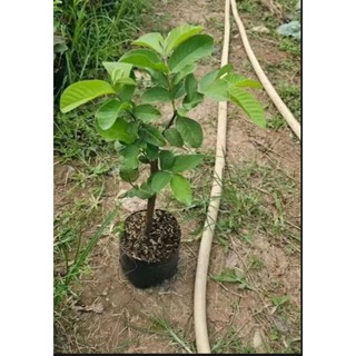 Cây Giống Ổi Nữ Hoàng ăn có vị ngọt đậm , ít hạt