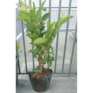 Cây Giống Ổi Nữ Hoàng ăn có vị ngọt đậm , ít hạt