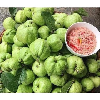 Cây Giống Ổi Nữ Hoàng ăn có vị ngọt đậm , ít hạt