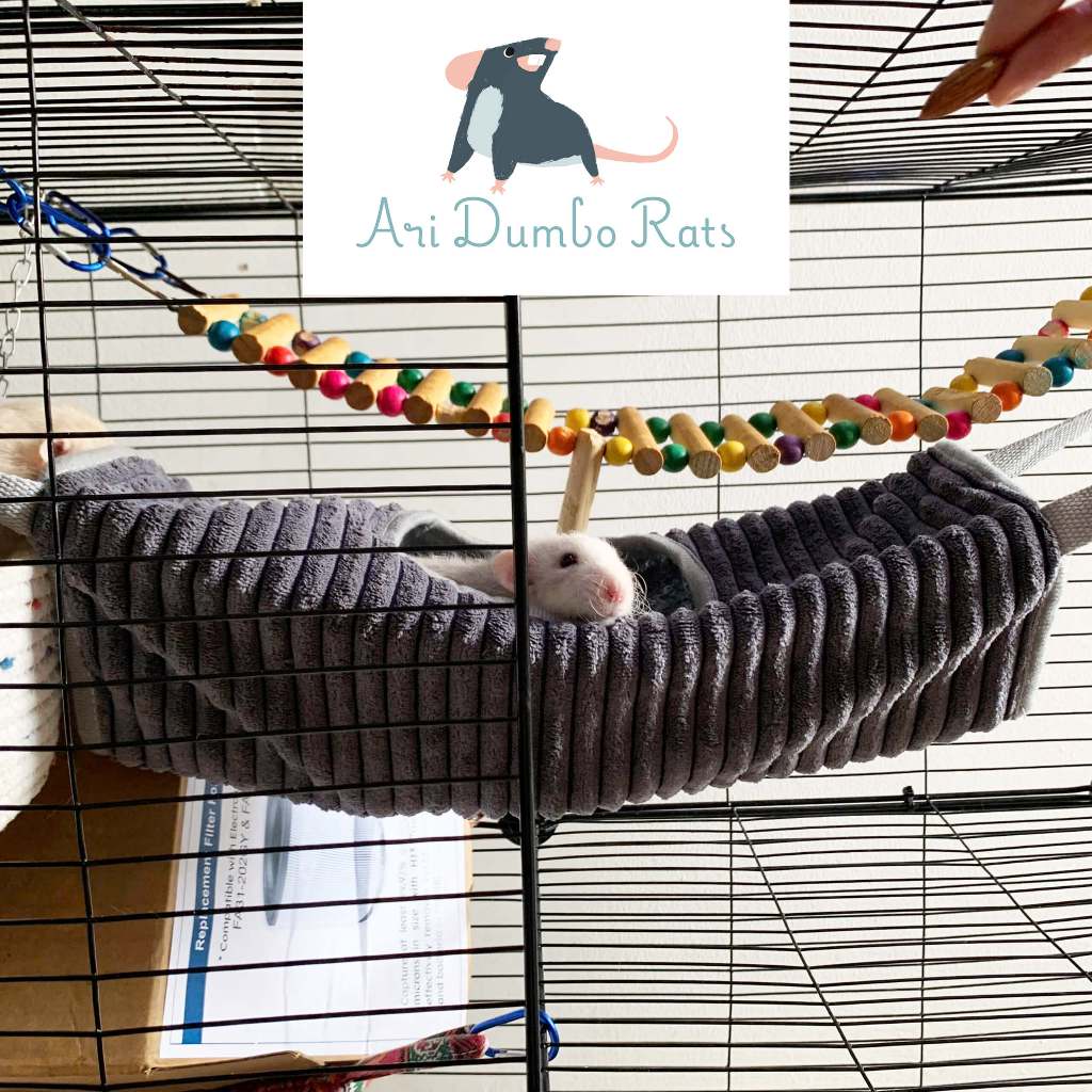 Võng Hang Chui Siêu Lớn cho Chuột Rat /Dumbo Rat / Ferret | Shopee Việt Nam